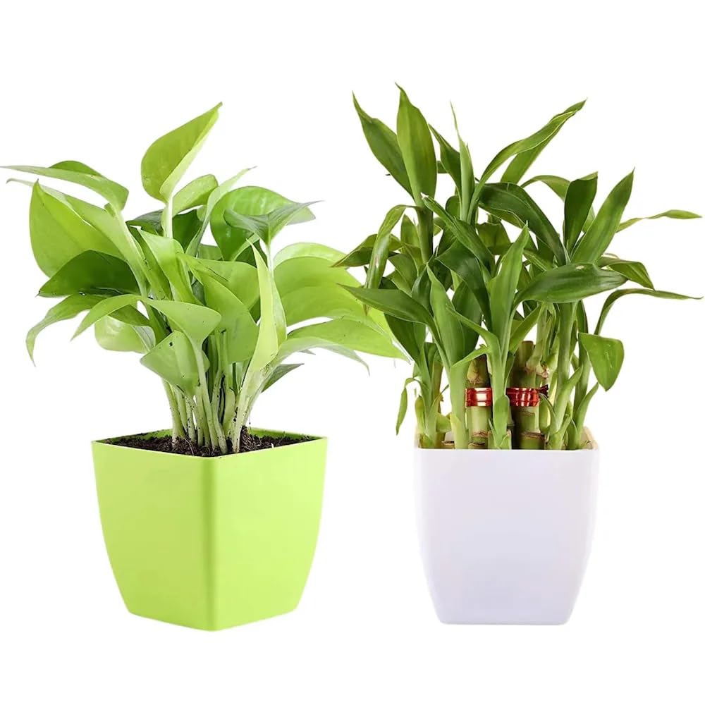 Growing Plants Combo of Good Luck Money Plant and Lucky Bamboo Plant Air Purfying Plant | Live Indoor Plant For Living Room,Office Home Decor | Set of 2 With Black Plastic Pot