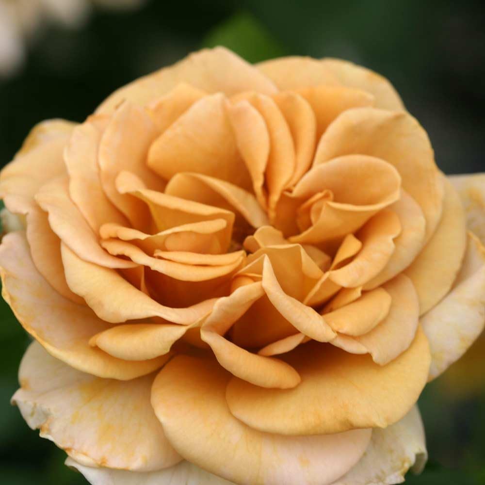 Heirloom Roses Brown Rose Bush - Honey Dijon™ Live Blend/Multi-Color Plant for Outdoor Planting, Own Root One Gallon Roses