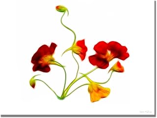 Trademark Fine Art Orange and Yellow Nasturtiums Canvas Art by Kathie McCurdy, 18 by 24-Inch