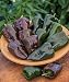 Burpee Ancho Poblano Hot Pepper Seeds 100 seeds