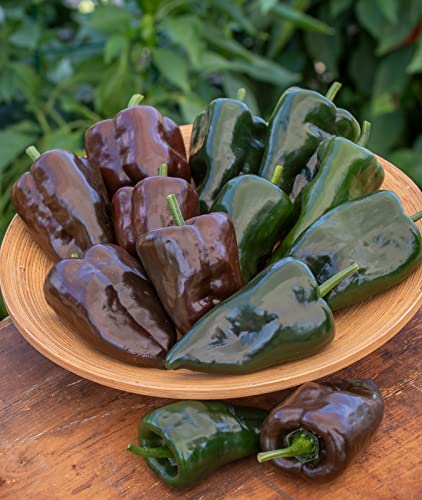 Burpee Poblano' (Ancho) 4" Heart-Shaped Dark Green to Red Peppers...