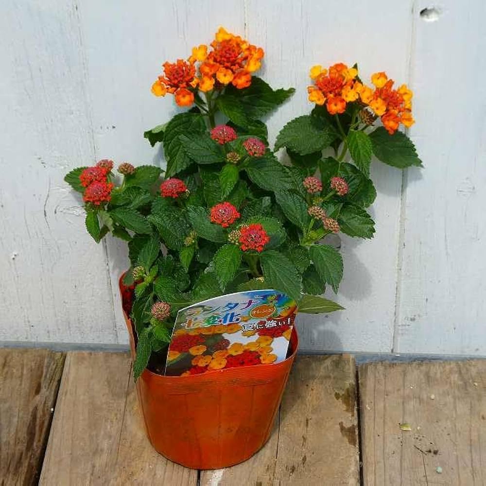 Amazon.co.jp: ランタナ オレンジ 1ポット 七変化 3.5号 苗 花苗
