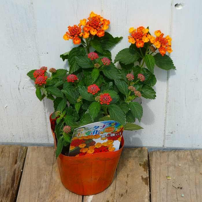 Amazon.co.jp: ランタナ オレンジ 1ポット 七変化 3.5号 苗 花苗 夏の
