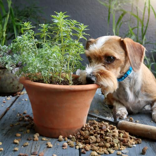 Relax Drops Hund – Natürliche Beruhigungs-Leckerlis mit Bachblüten & Kamille | Unterstützen Ruhe & Gelassenheit bei Stress, Nervosität & neuen Situationen | Hohe Akzeptanz | Made in Germany | 92 g
