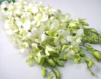 Amazon 生花 花材 切り花 デンファレ アンナ 10本 お試し価格 結婚 お祝い 記念品 誕生日 白 切り花 オンライン通販 Amazon 生花 花材 切り花 デンファレ アンナ 10本 お試し価格 結婚 お祝い 記念品 誕生日 白 切り花 オンライン通販