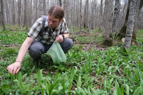 A taste of spring: Harvesting ramps in the Northwoods