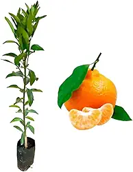 Muda De Laranja Ponkan Enxertada Até 1,20m Vigorosa