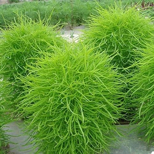 Image of Kochia Hybrid Seeds Flower | Kochia Green Color Hybrid Flower Seeds For Summer Season pack of 50 seeds