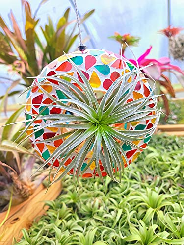 Large Air Plants - 1 Hybrid No. 1 - 4 to 6 Inch Air Plant - Color & Form Varies by Season - 30 Day Guarantee on Tillandsia from The Drunken Gnome (1, One Size 4-6") Large Air Plants - 1 Hybrid No. 1 - 4 to 6 Inch Air Plant - Color & Form Varies by Season - 30 Day Guarantee on Tillandsia from The Drunken Gnome (1, One Size 4-6")