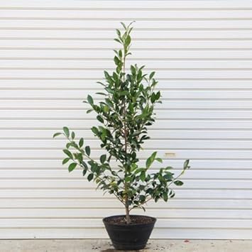 Amazon Co Jp 庭樹 榊 サカキ 鉢植え 全高 約140ｃｍ Diy 工具 ガーデン