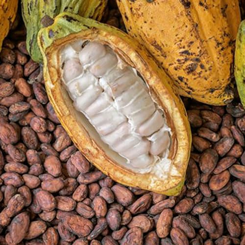 Muda de Cacau Produtiva Theobroma Cacao + Manual de Plantio