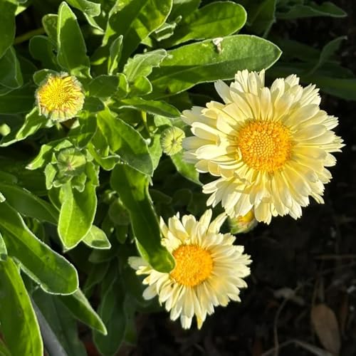 semi di calendula biologici - decorazione ufficio resistenti balcone stanza estivi 150pcs