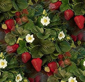 2g / 150 Semi di fragola Fresca:Seeds