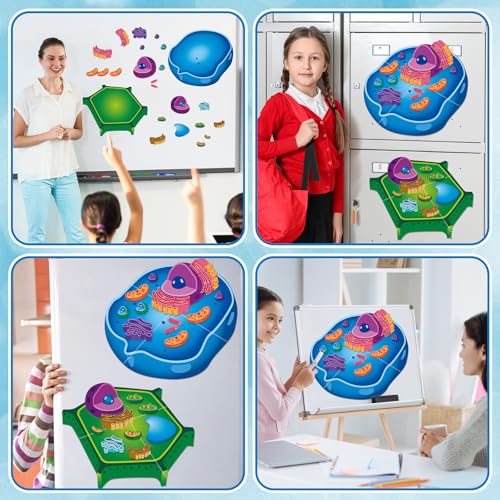 Image of 2 Set Magnetic Animal and Plant Cell Model Clearly Magnets Anatomy Models Educational Science Kits Back to School Biology Classroom Decor for Lab Decorations Teacher Must Haves Learning Teaching Aid