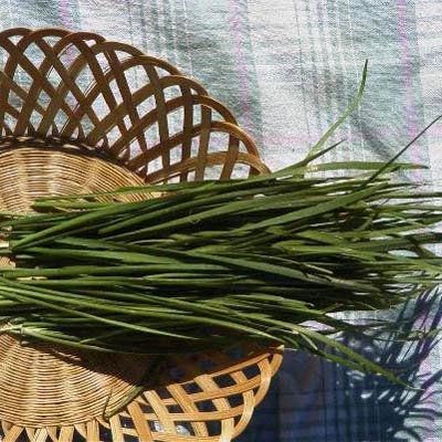 Chives Garlic Seeds - Herb Seeds Package - 1/4 Ounce Package #TOP16