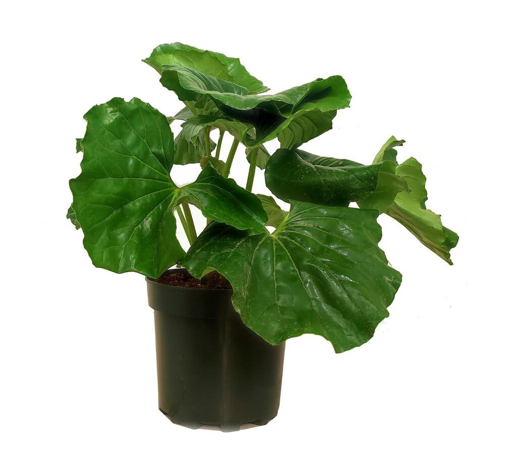 BOINA DE VASCO M25 40-50CM | LIGULARIA TUSSILAGINEA | PLANTA NATURAL | FLORACIÓN ESPECTACULAR | PARA JARDINES Y TERRAZAS