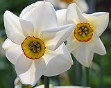 (2) Poeticus Recurvus Daffodil/Narcissus Deer/Rodent Proof Bulbs