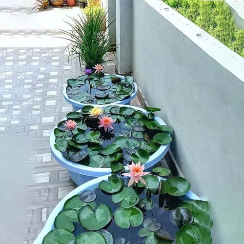 See full amazon price history chart for afflorance Lotus Flower Seeds For Home Garden. afflorance Lotus Flower Seeds For Home Garden. (B09XSY7KN5) Amazon Price History, Amazon Price Tracker
