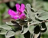 Texas Sage Silverleaf Live Plants (5-9') - Pack of 2 (Two) - Leucophyllum frutescens Barometer Bush - Drought Tolerant Purple Blooms - Silver Foliage Outdoor Shrub - Deer Resistant