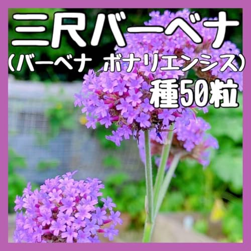 �N�����ɎO�ڃo�[�x�i ��50���o�[�x�i�{�i���G���V�X���N���ϊ����h����