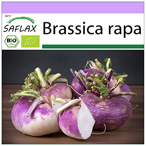 SAFLAX - Organic - Turnip - Milan Purple - 600 Seeds - Brassica rapa