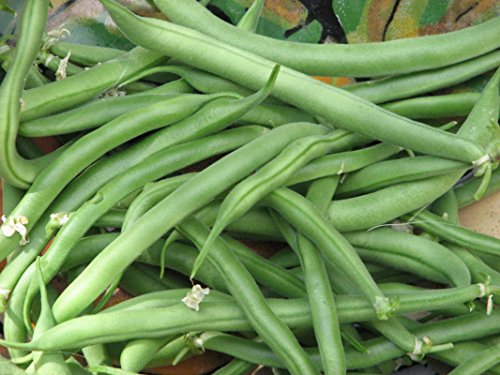 Blue Lake Bush Bean Seeds- 20+ Seeds By Ohio Heirloom Seeds #TOP17