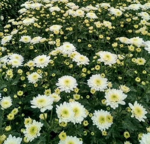 Anuraj farms white chrysanthemum flower, white shamanthi flower, white chamamanthi puvvu,shevanti flower live plant (B0BF4G7VDW) Amazon Price History, Amazon Price Tracker