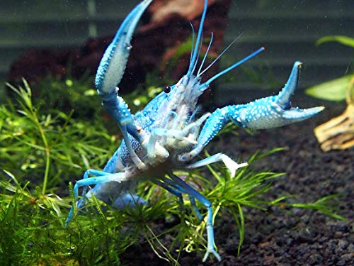 Aquatic Arts 1 Juvenile Electric Blue Crayfish | Live Freshwater Aquarium Lobster / Crawfish / Crawdad / Real Living Fish Tank Pet