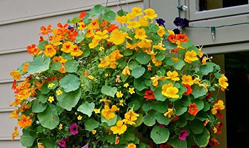 Creative Farmer Flower Seeds : Edible Flowers Mixed Nasturtium Seeds Gardening Plant Seeds (4 Packets) Garden Plant Seeds (B077J9F54Q) Amazon Price History, Amazon Price Tracker