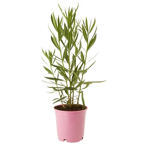 Adelfa Blanca Natural Arbusto Ideal para Crear Zonas Verdes