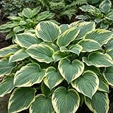 FLEURS ET FEUILLES SPECTACULAIRES : Apporte vie et couleur aux zones moins ensoleillées de votre jardin grâce à des motifs de feuilles saisissants.