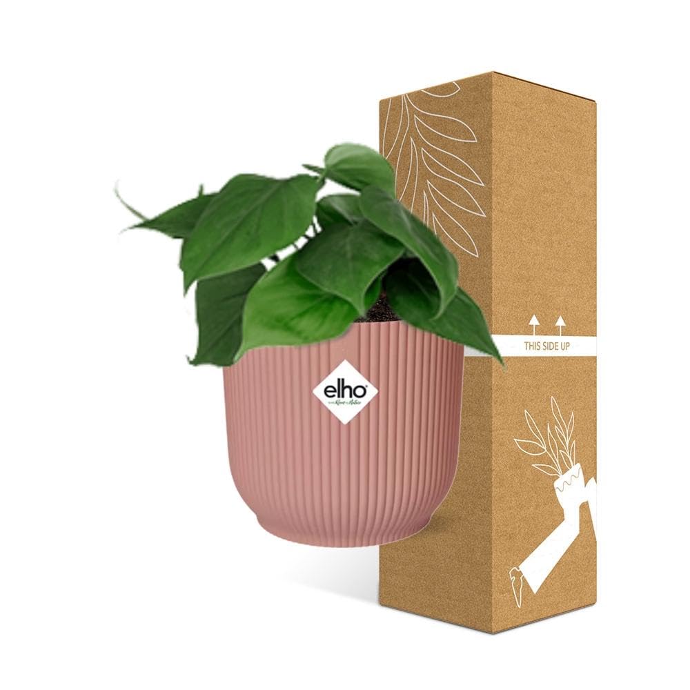 Pokojowe Rośliny Philodendron Scandens Dekoracyjne Doniczki, Różowy, 14 cm