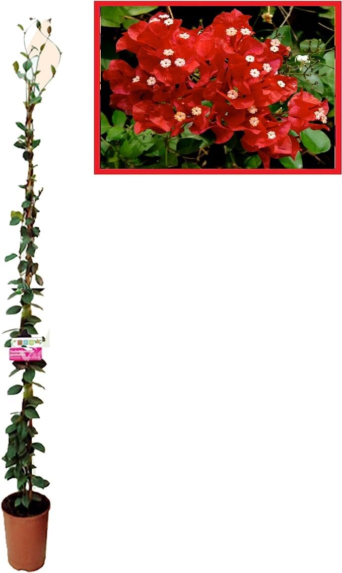 Buganvilla en Tutor Planta Natural - Bougainvillea planta viva - Planta Natural Decorativa trepadora (En tutor Roja)