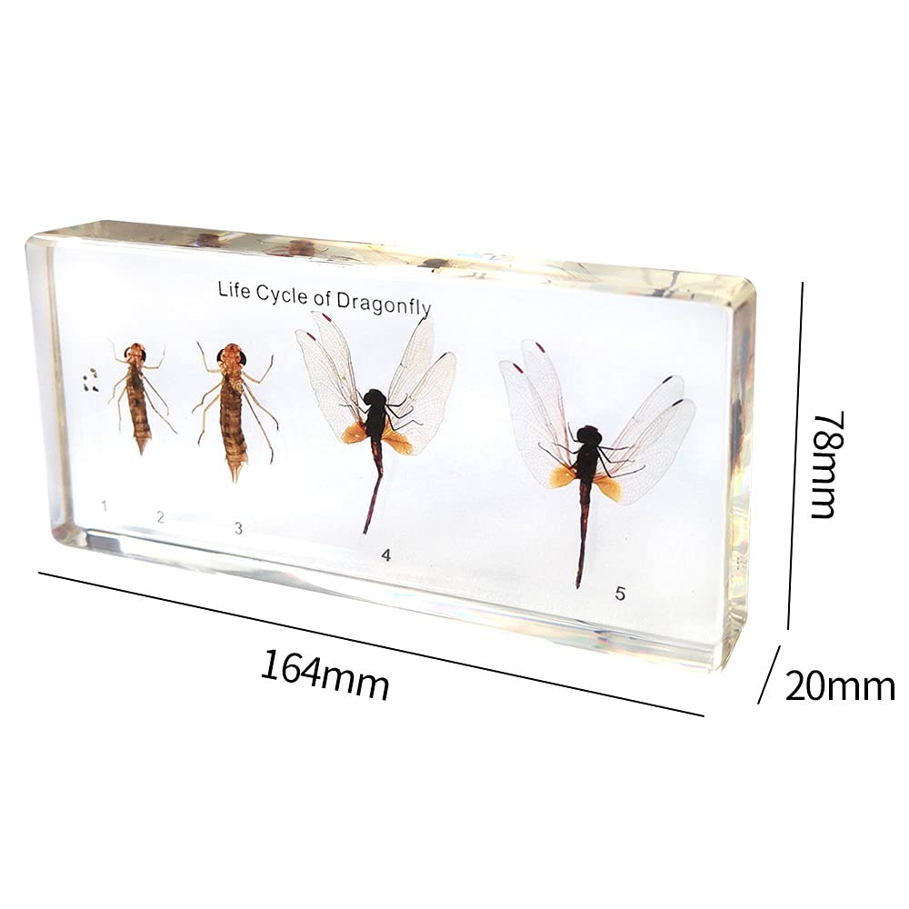 Amazon.co.jp: トンボ標本デスク文鎮剥製のライフサイクル164x78x20mm