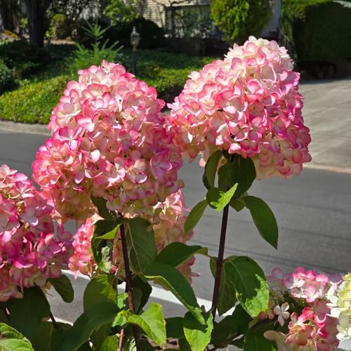 Semillas de hortensia de panícula, raras Hortensia paniculata, para exterior resistentes al invierno orgánicas semillas de jardín 350pcs