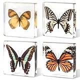 4-Pack Taxidermy Butterfly, Real Butterflies Specimens in Resin - Genuine Resin Butterflies Framed Display for...