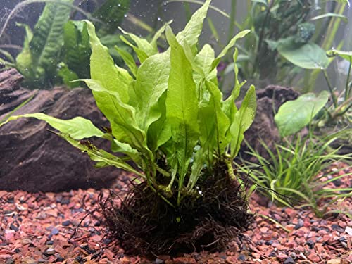 Small Java Fern on 3 x 2.5 Coco Mat | Microsorum Pteropus - Easy Tropical Live Aquarium Plant
