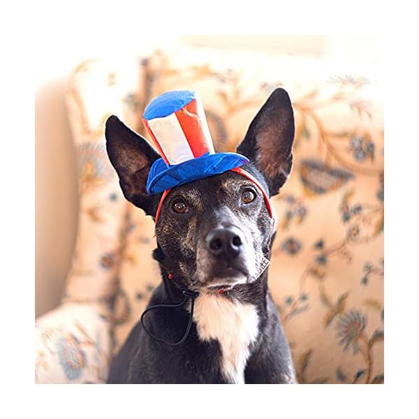 Midlee uncle sam 4th of july hat for large dogs headband- captain halloween costume - image 9