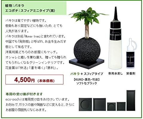 Amazon Co Jp パキラ エコポチ スフィアミニ 丸型ミニサイズ 栄養剤 水さしセット ホーム キッチン