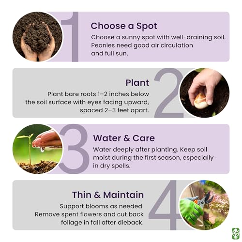 Peony Bare Root with 3-5 Eyes – Felix Supreme Peonies for Outdoor Planting – A Better Alternative to Bulbs and Seeds