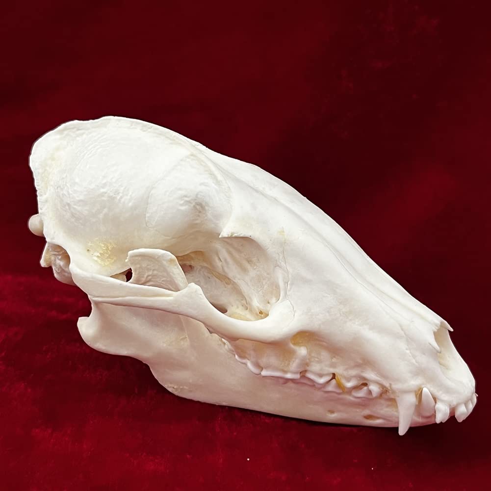 9pcs crâne d'animal réel lot de chat chien renard hérisson ragondin raton laveur rat musqué vison lapin spécimens de crâne pour la décoration de la maison étude d'objets de collection ( Color : Raccoo