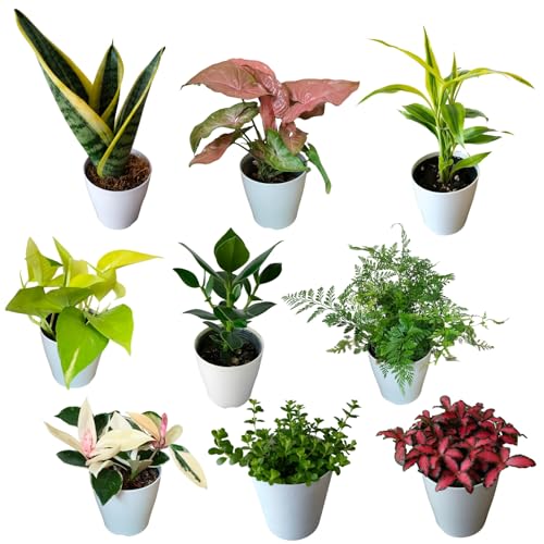 ちょこみる 観葉植物 9点セット 3.5号鉢