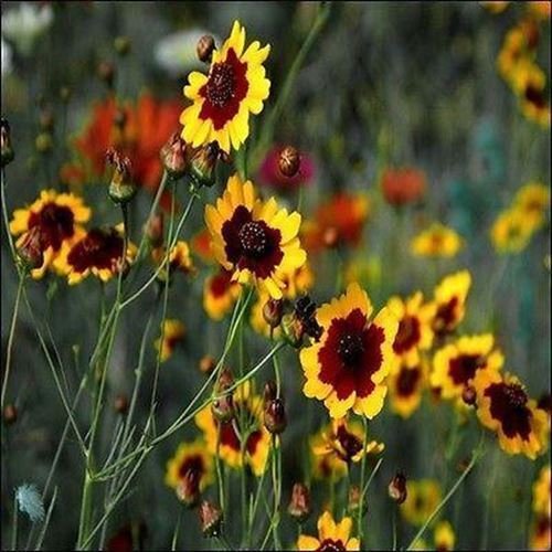 Semi Pianure Coreopsis Fiori (Coreopsis tinctoria) 200 + Semi