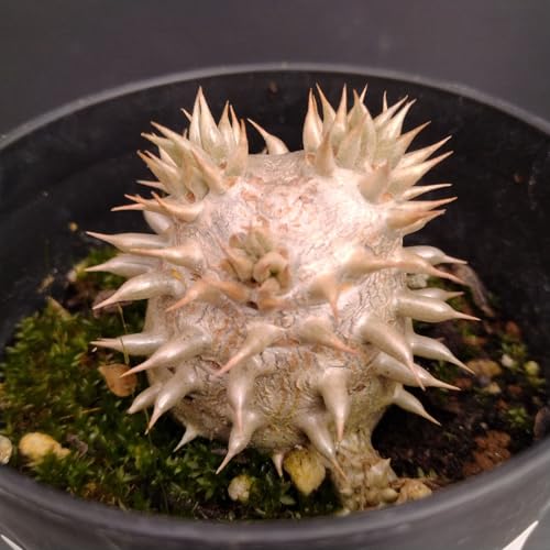 З{ pL|fBE т 单 A 򍪐A