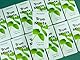 True Mints - 6er SET | FRISCHE MINZE | Pfanzliche und zuckerfreie Pastillen, 6 x 13g, 78 g