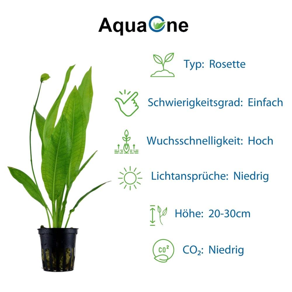 AquaOne Plantas de Acuario I 5X Plantas Acuáticas I Diskus Plantas de Acuario I Anubias Microsorum Echinodorus Cryptocoryne I Juego de Piscina de Disco