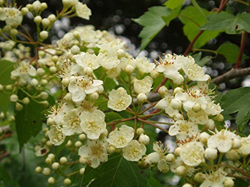 Two (2) Washington Hawthorns (Crataegus Phaenopyrum) 1-2 Year Old Plant, Well Rooted #TOP5