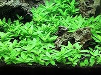 Algopix Similar Product 3 - Staurogyne Repens Tissue Cultured 