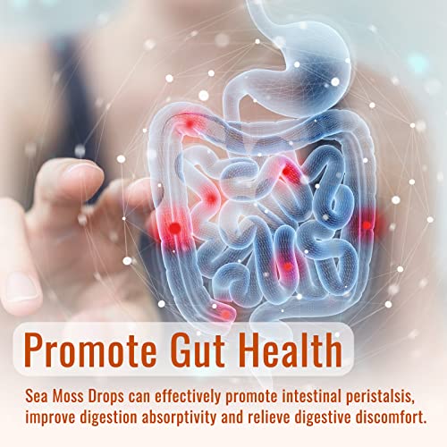 Irish Sea Moss Liquid Drops: 2000Mg, Organic Bladderwrack, And Burdock Root, Spirulina, Thyroid Support, Support For Digestion And Skin, Joint Health, Herbal Supplements-2 Fl Oz Turmeric & Ginger #TOP7