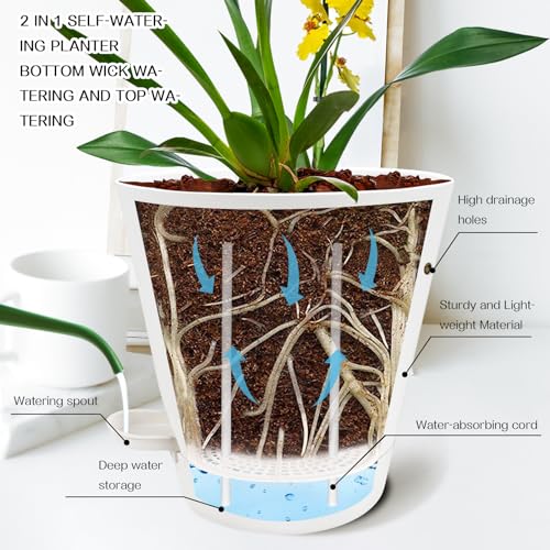 Mejores comprativas On-line Precio de orquídea natural los 10 mejores. 11 Mejores comprativas On-line Precio de orquídea natural los 10 mejores. 8